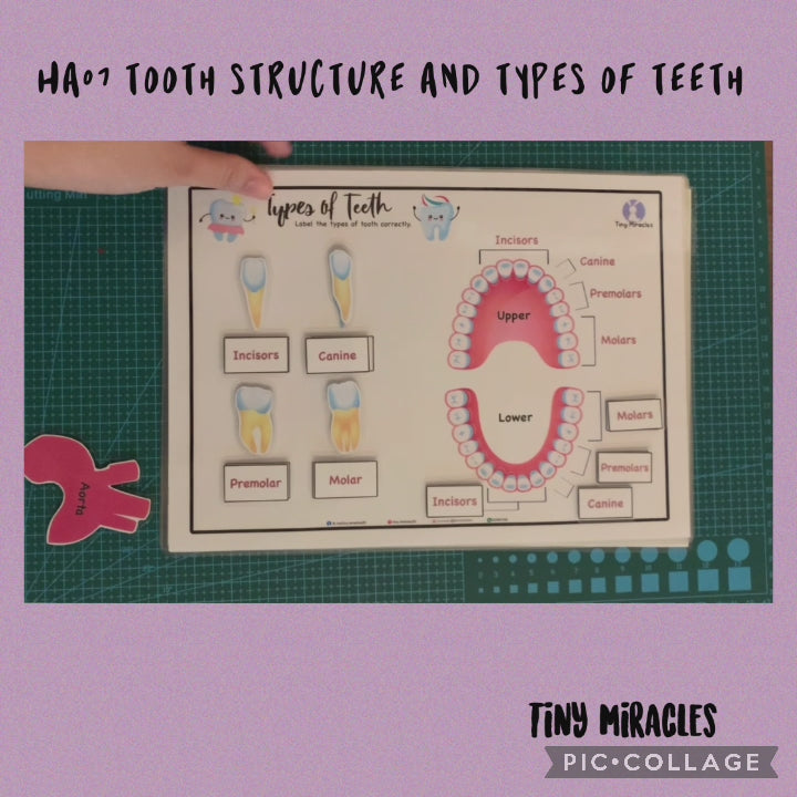 Science Activity Busy Book | Brain, Heart & Teeth Human Body Learning